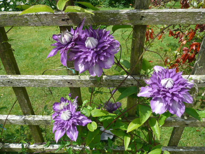 Aard Oakleigh Bed & Breakfast Bennettsbridge Bagian luar foto